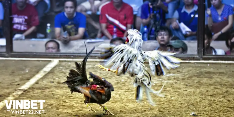 Các thể thức trong game Đá Gà Vinbet