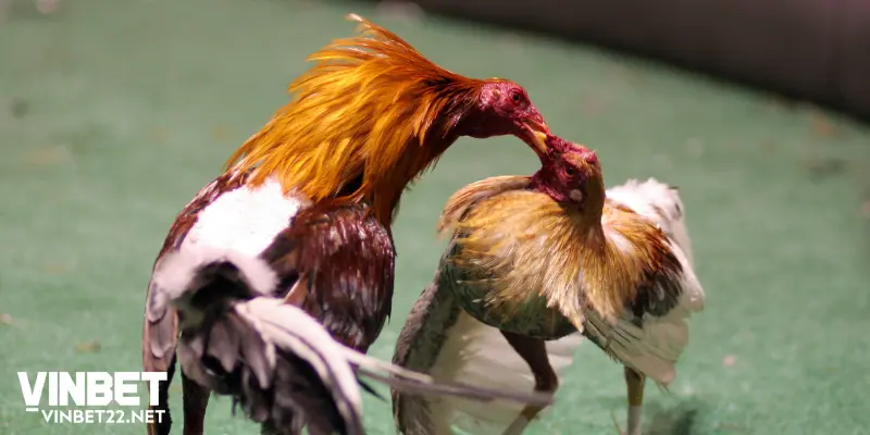 Giới thiệu chi tiết game cược Đá Gà Vinbet là gì?