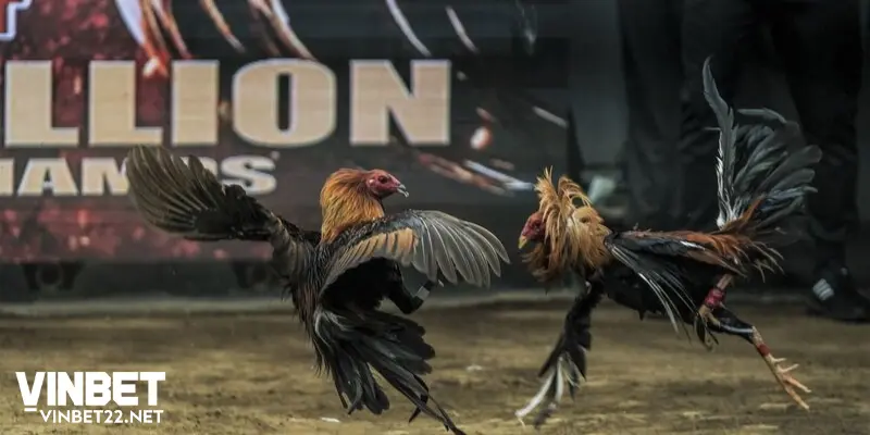 Khái niệm căn bản nhất về game cược đá gà